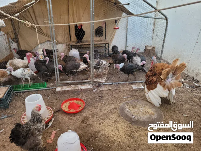 رومي للبيع