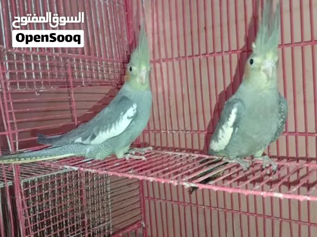 صغار طيور الحب الكالوبسيت للبيع