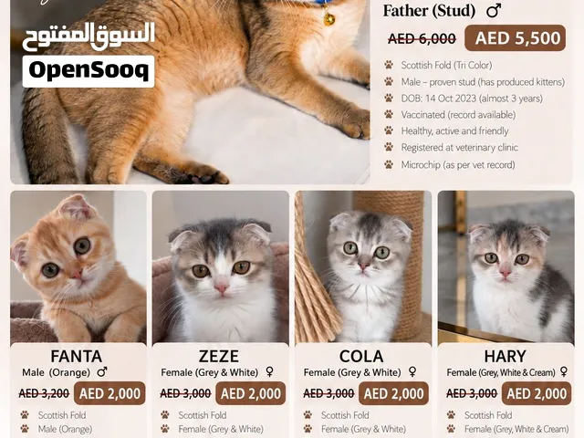 قطط سكوتش فولد للبيع - cats scotch fold for sale