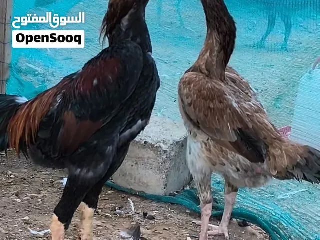 Geman shamo Vibrating neck pair 9 months old زوج من دجاج شامو الألماني (نوع هزاز)، عمر 9 أشهر