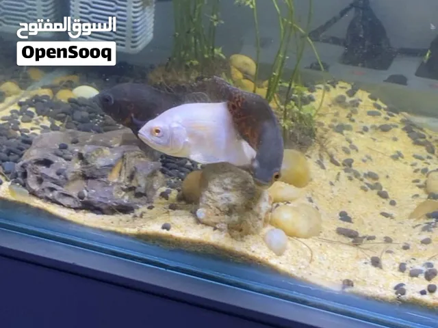 3 صغار اوسكار بعمر شهرين و نص بصحة ممتازه و جودة عاليه 3baby oscar fish high quality 15و عادي تتفاوض