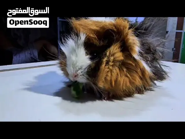 هامستر للبيع