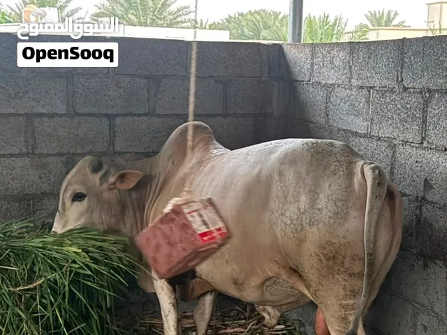 ثيران للبيع