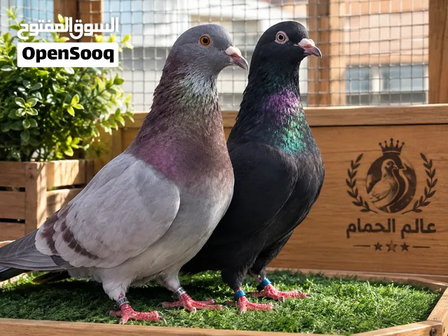 حمام للبيع  تشكيلة حمام نظيف وجاهز للتربية