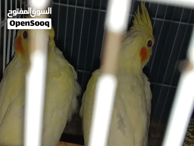 نتاينتين شبابات كوكتيل لاتيني عمر ثلاث شهور