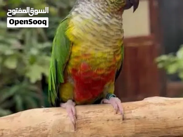 كنيور جرين شيك يلو سايد
