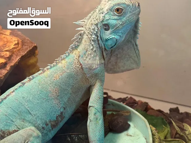 اغوانا زرقاء