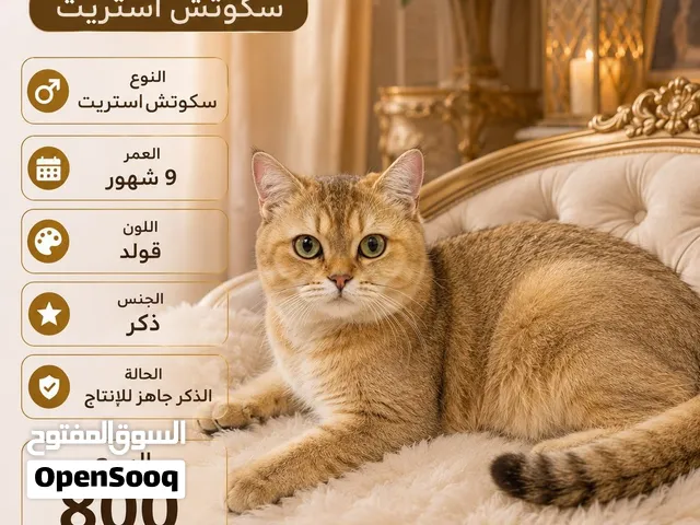 Scottish straight and Scottish fold for sale