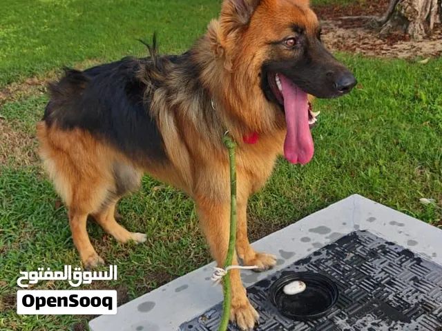 جيرمن شيبرد – العين German Shepherd Male – Al Ain