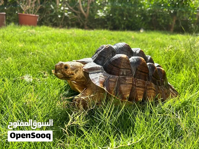 Sulcata سلكاتا مع الحوض
