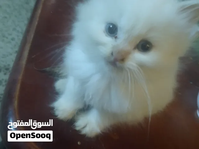 قطط هملايا للبيع