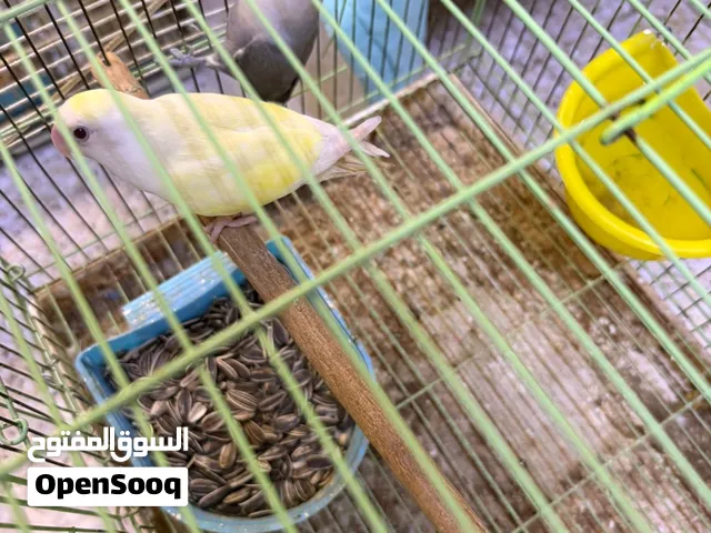 زوج لوف بيرد