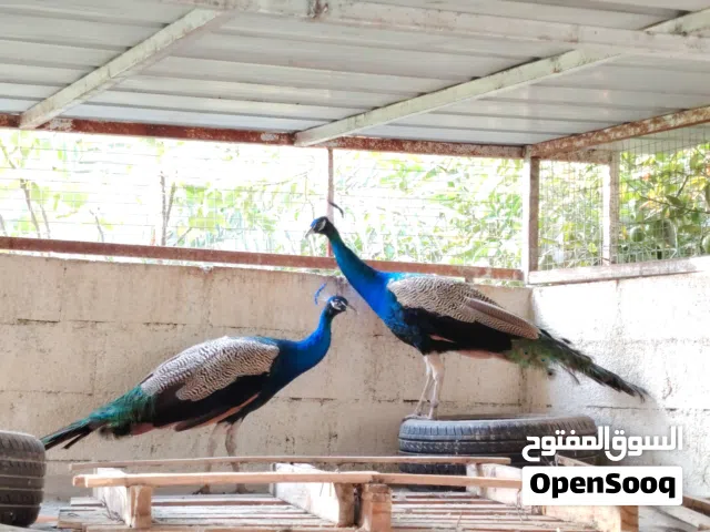 طاووس للبيع