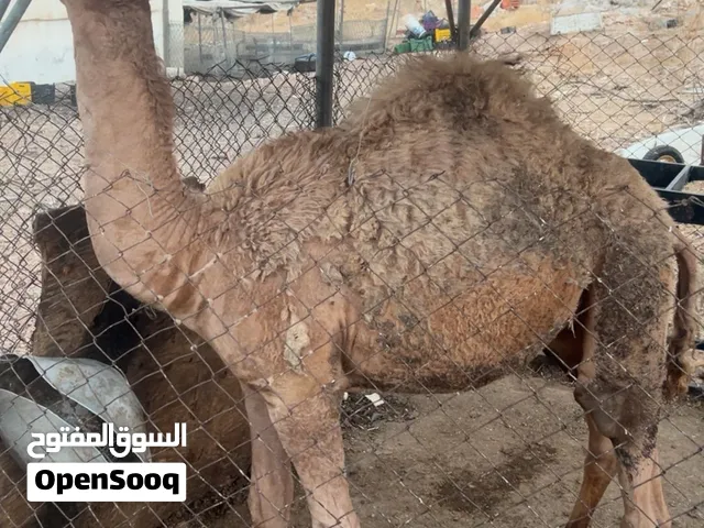 ذكر جمل للبيع العمر سنه تقريبا (12) شهر