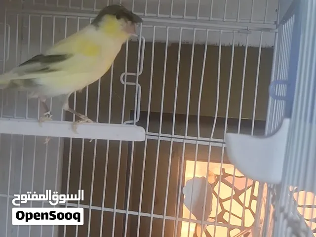 تمبرادو،،اقراء الوصف قبل لا تتواصل