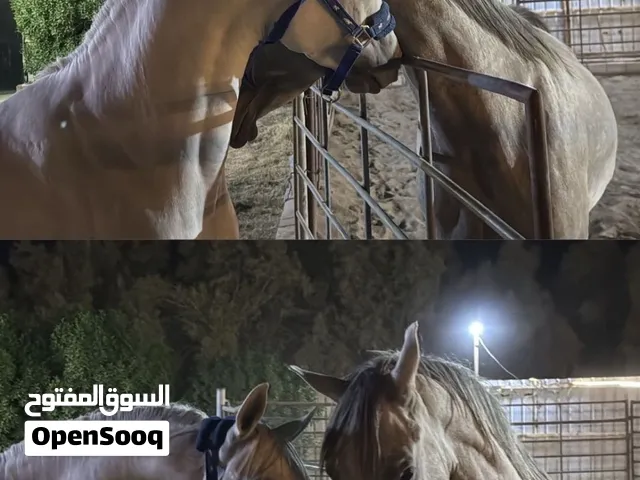 للبيع حصانين بولش ومصري بيعه سريعه