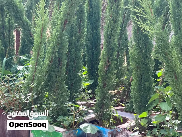 مشتل للبيع يحتوي على العديد من الصباريات شجر توتم للبيع