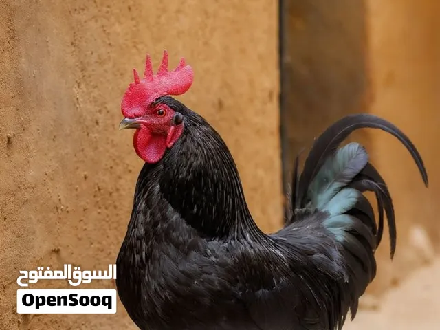 مطلوب ديچ سود عرب
