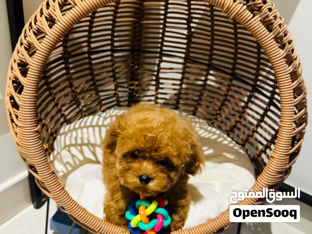 Toy Poodle