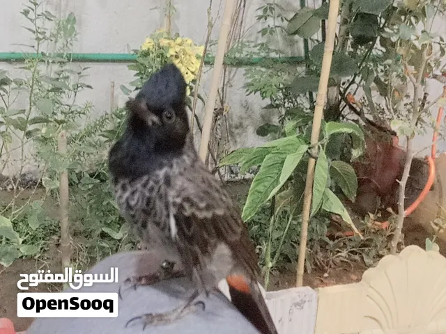 متاح بلبل كشميري