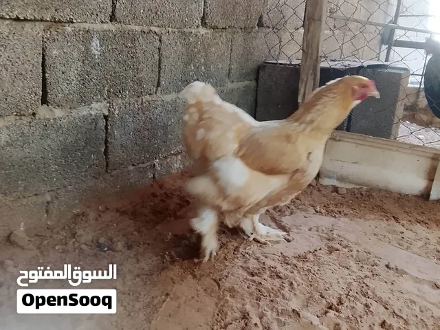 كوبيه برهما ليموني تبارك الرحمن ودجاجه طوق اكحل