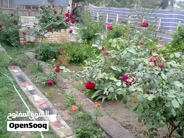 ارض زراعي سند 25