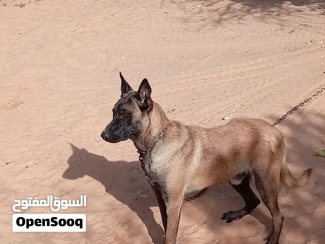 ذكر مالينوا للبيع العمر سنة واربع شهور