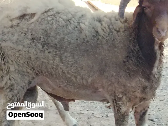 حولي عمره 9شهور وفوق تقريبا ايكاله شعير وخرطان وخبزه للعلم في حبة علفه  فيديو ع وتس