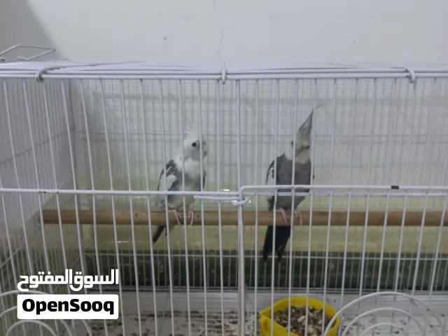 طيور البيع كوكتيل