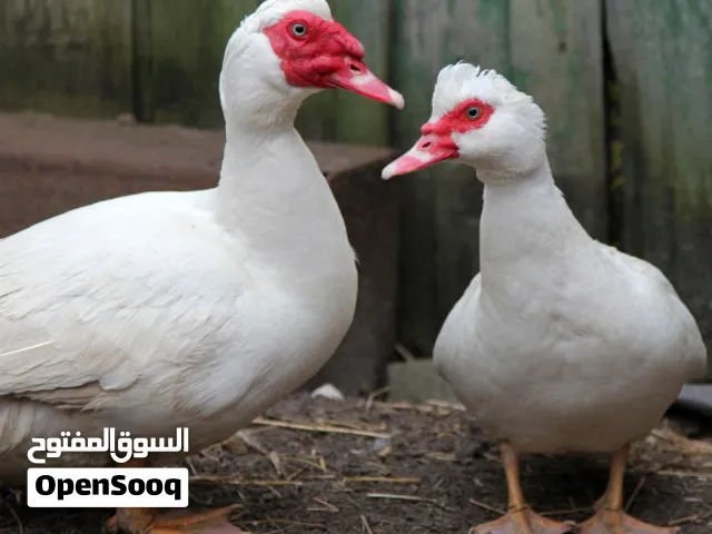 بط مسكوفي أبيض للبيع من المزرعة تابع الوصف