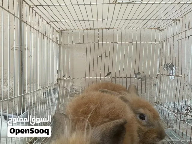 ارنب الهولندي البرتقالي