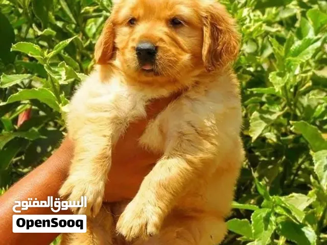 ابحث عن جولدن ريترايفر Golden Retriever