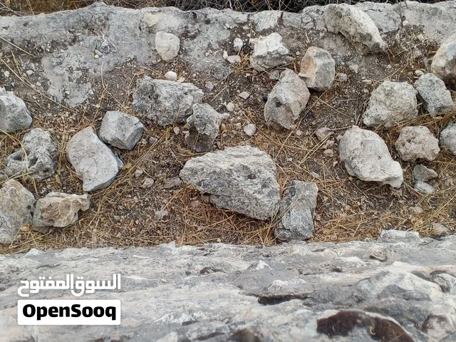 نعجه عشار للبيع او البدل