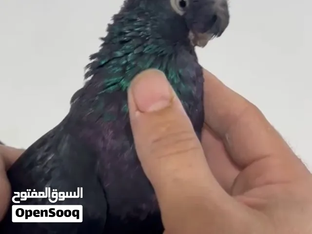 روسيات سود شغلات ب 70 د