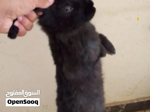 السلام عليكم في الكوبيه ارانب المانيه البيض انتي والاسود ذكر ربي بارك