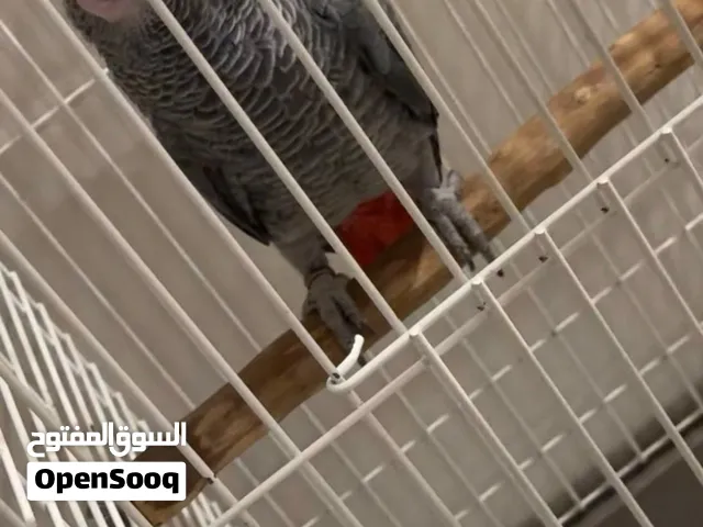 ببغاء رمادي كاسكو