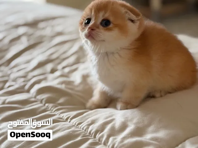 سكوتش فولد وسكوتش ستريت كتنز