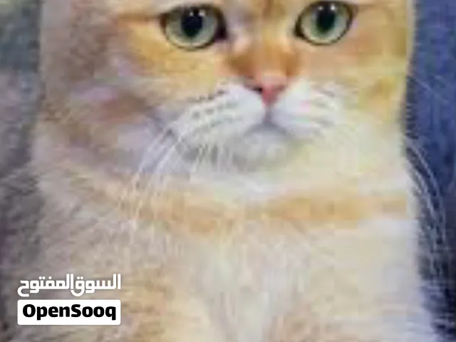 مطلوب سكوتش تبني حتى صغير عادي بالله الي عنده يتواصل خاص يبعت رساله