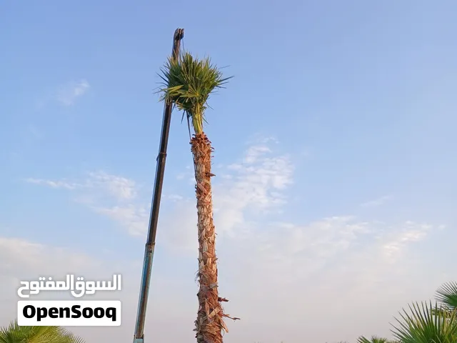 زراعه النخيل. العربي. والواشنطنيا. توريد. وغرس. ونضافه