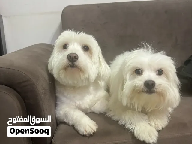 Cute Female Dogs