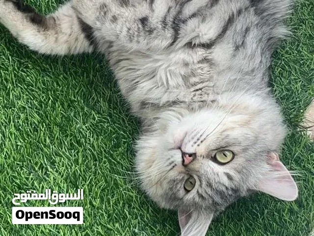 ذكر بيرشن للتزاوج فقط