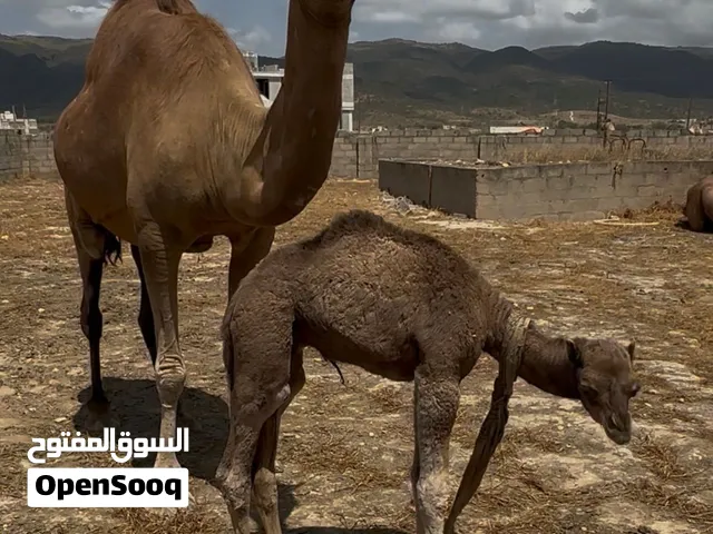 للبيع ناقة عمانية أصيلة حلوب تحتها جعود عمره شهر