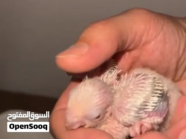 زغلولين كويكر البينو جاهز للتدريب