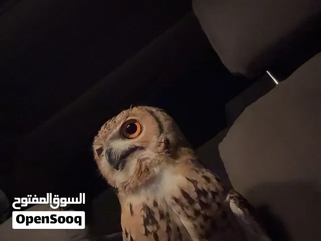 بومة نسرية