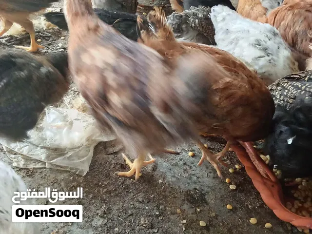 كتاكيت عمر شهرين للبيع