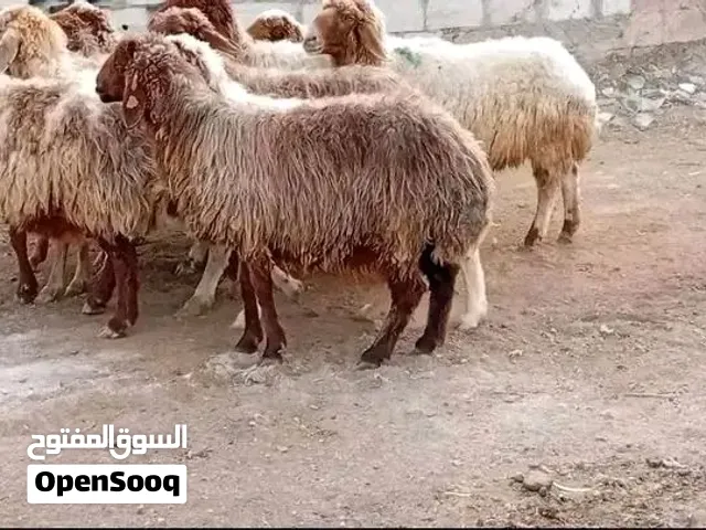 حلال بلدي عقائق و نذر مناسبات فدوى جميع الاوزان بأقل الاسعار العروض لفترة محدودة بالصلاة ع النبي