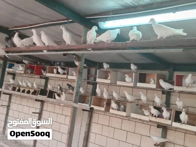 حمام للبيع 100 حبة