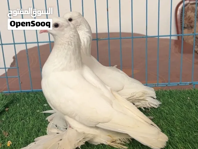 السلام عليكم كوبية ربي يبارك