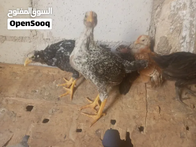 صيصان دجاج بلدي