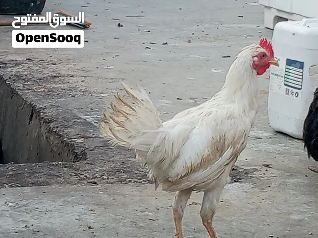 دوجه تلته حلوات